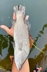 Sea bass (Barramundi) - Image 2